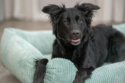 Trixie Hundekorb Vital Jonna Gerippter Samt Salbeigrün